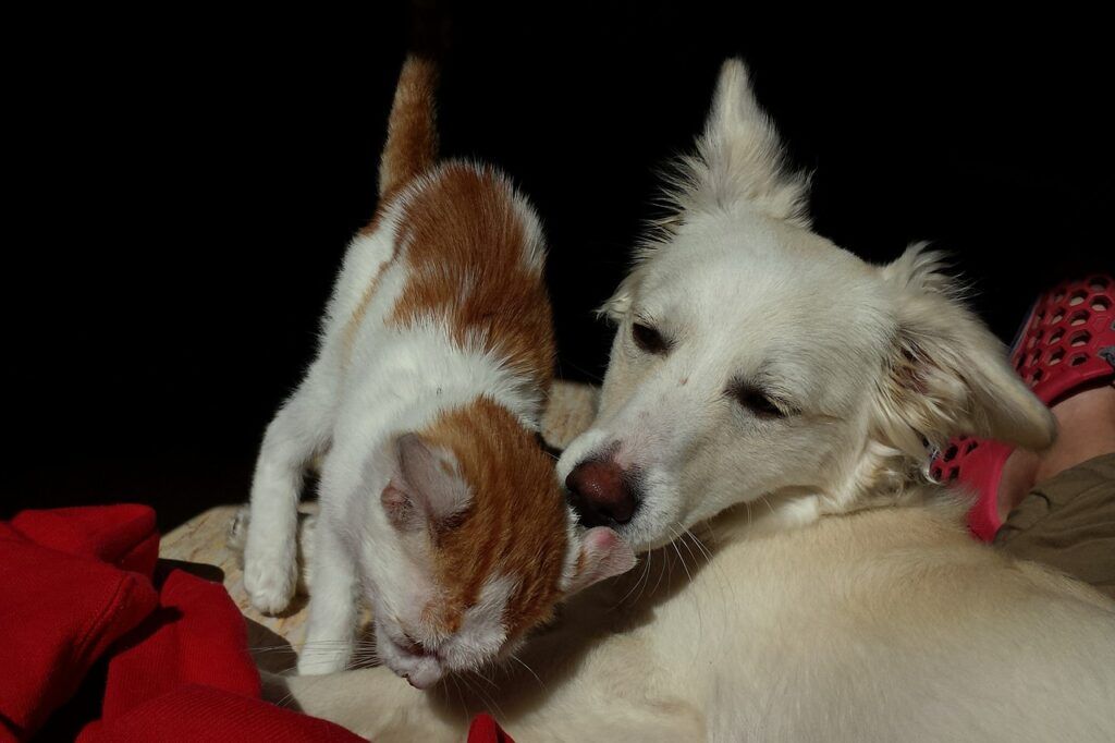 Cães e gatos podem ser infectados com o novo coronavírus