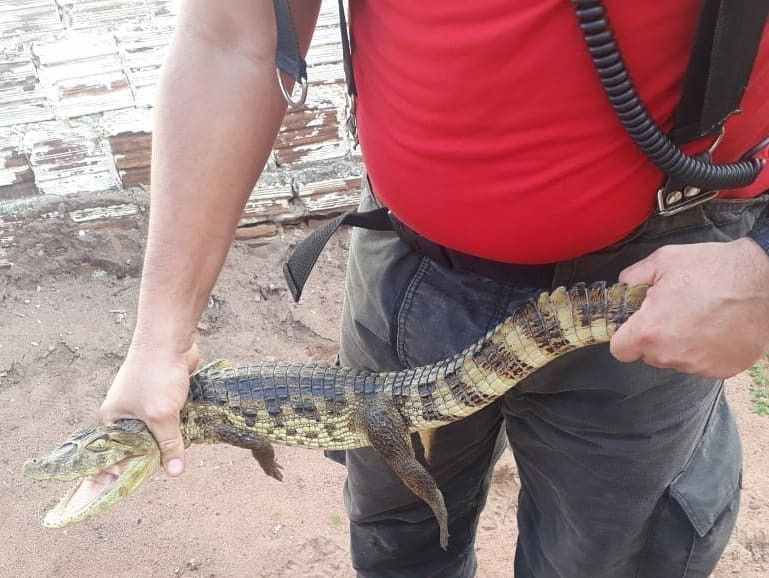 Filhote de jacaré é resgatado em residência na Grande Natal