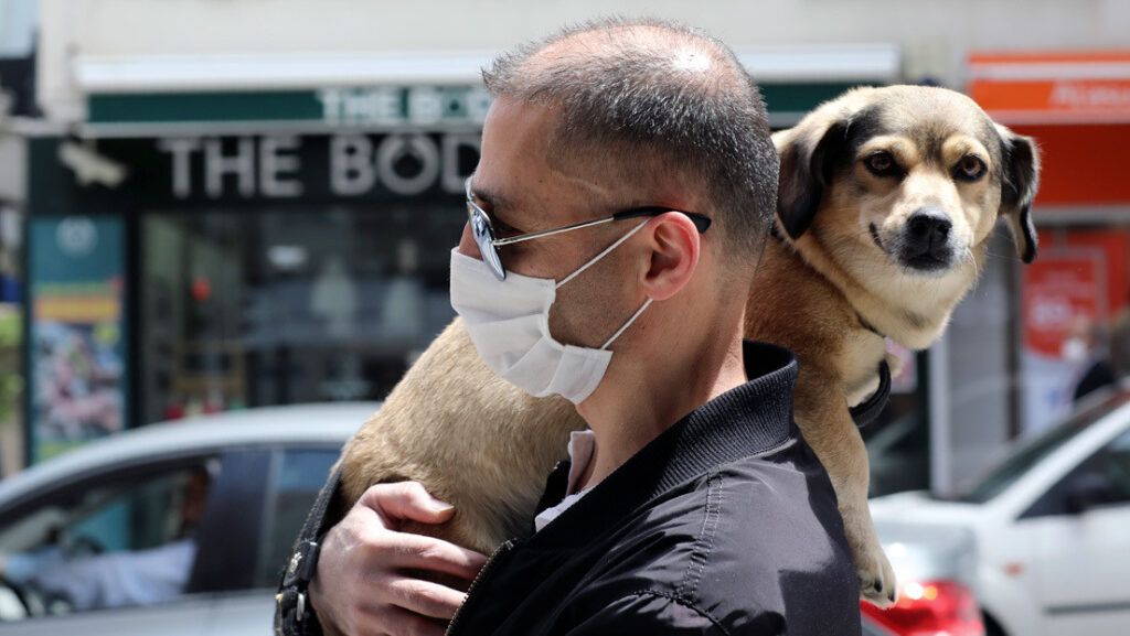 Sintomas que a Covid-19 pode causar em cães e gatos