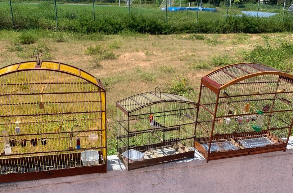 Guarda Municipal resgata pássaros nas feiras livres de Felipe Camarão e Igapó 