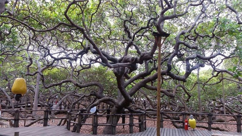 Cajueiro de Pirangi reabre para visitação