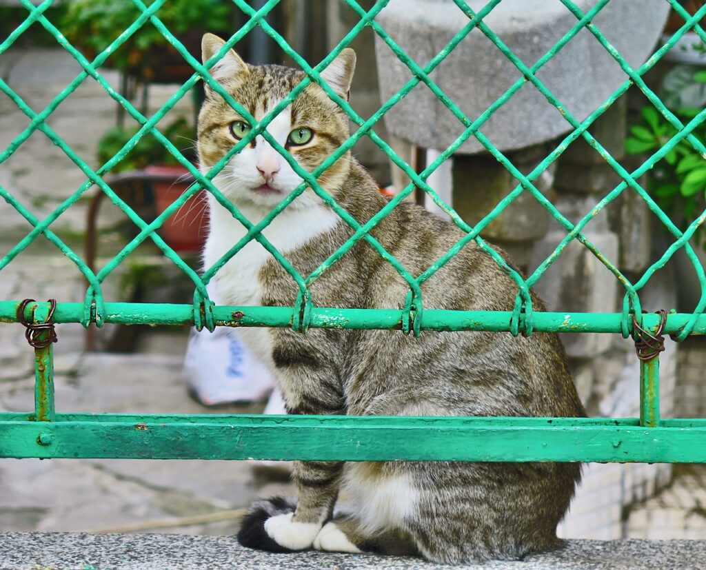 Hotéis para animais são autuados por funcionamento irregular no RN