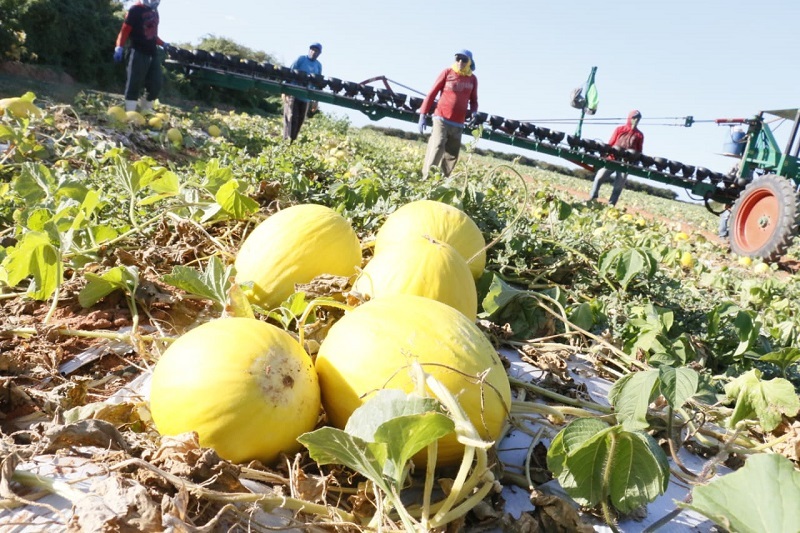 Agrícola Famosa recebe Licença de Regularização do Idema