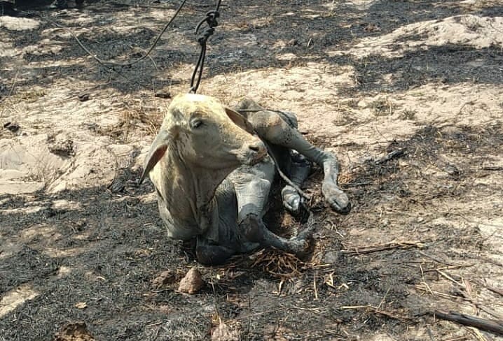 Bombeiros resgatam bezerro que estava há mais de 15 dias dentro de poço