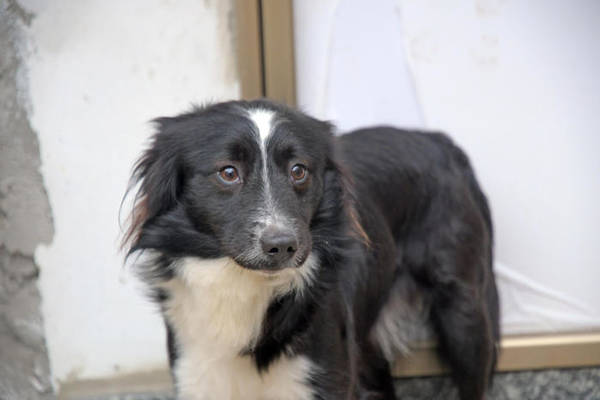 Itália cão billy espera dono internado com Covid há 2 meses