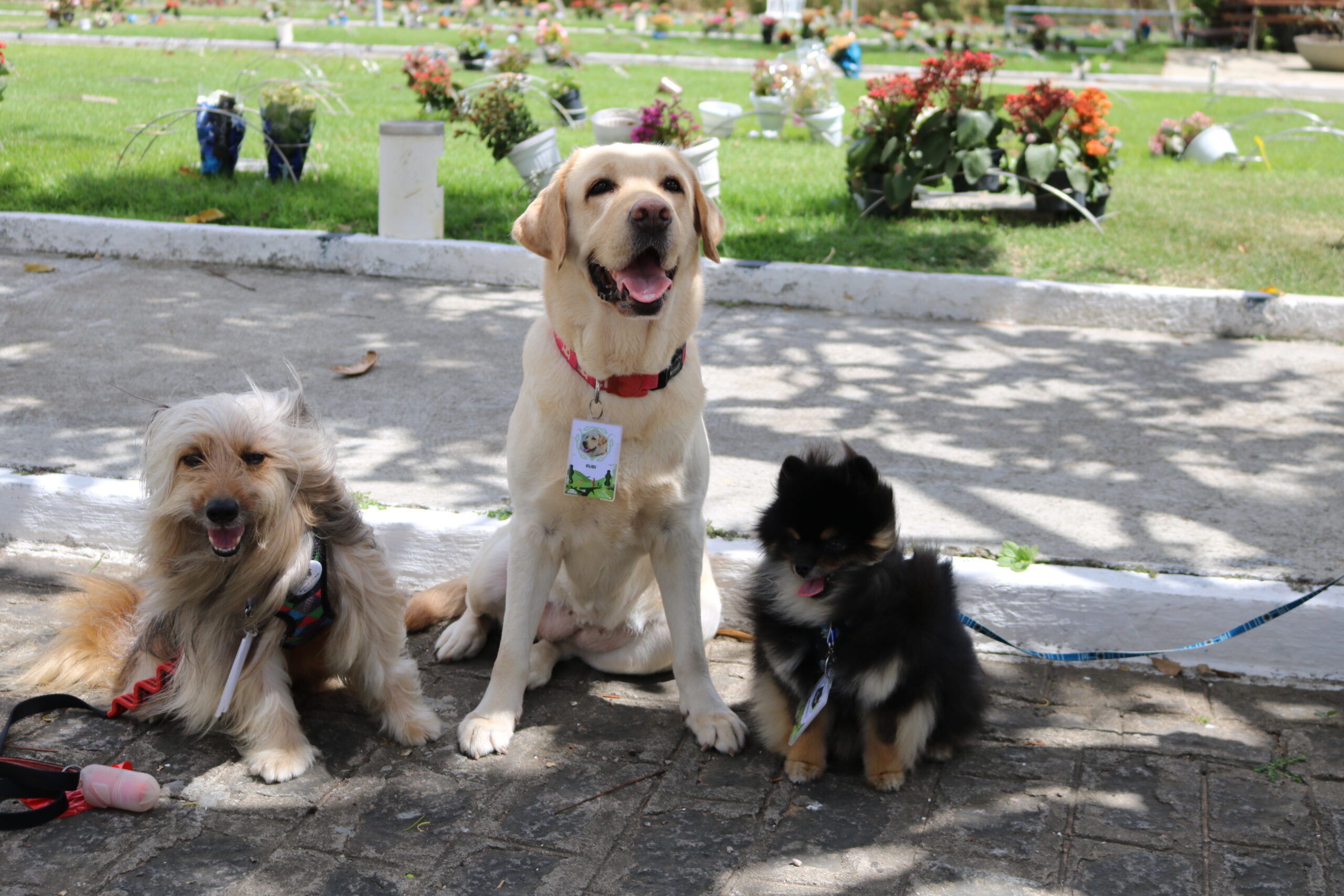 Espaços pet friendly ganham força no RN