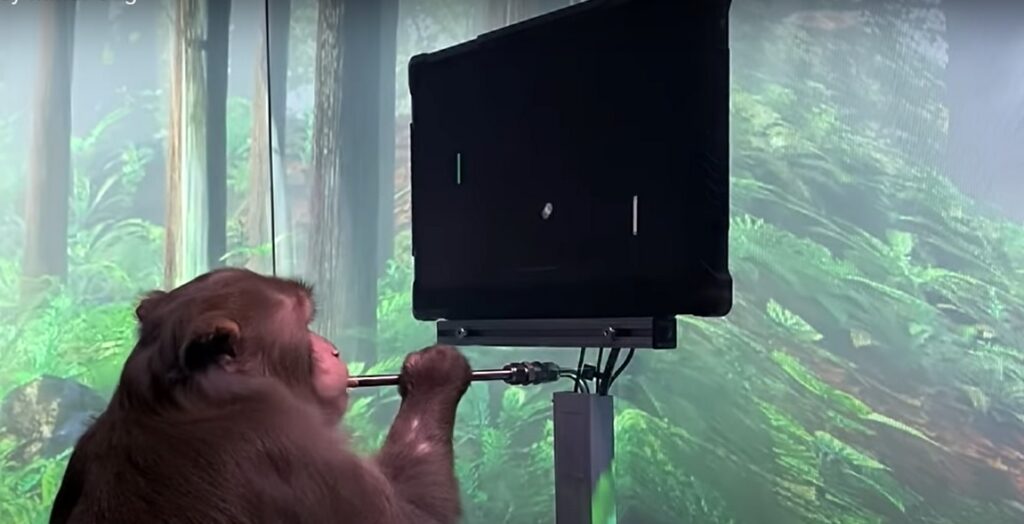 neuralink macaco jogando com a mente