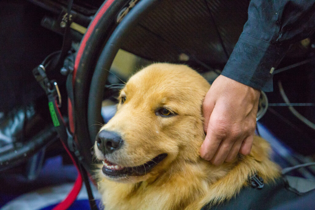 Prefeitura de Natal sanciona lei que libera circulação de animais domésticos em parques públicos e shoppings