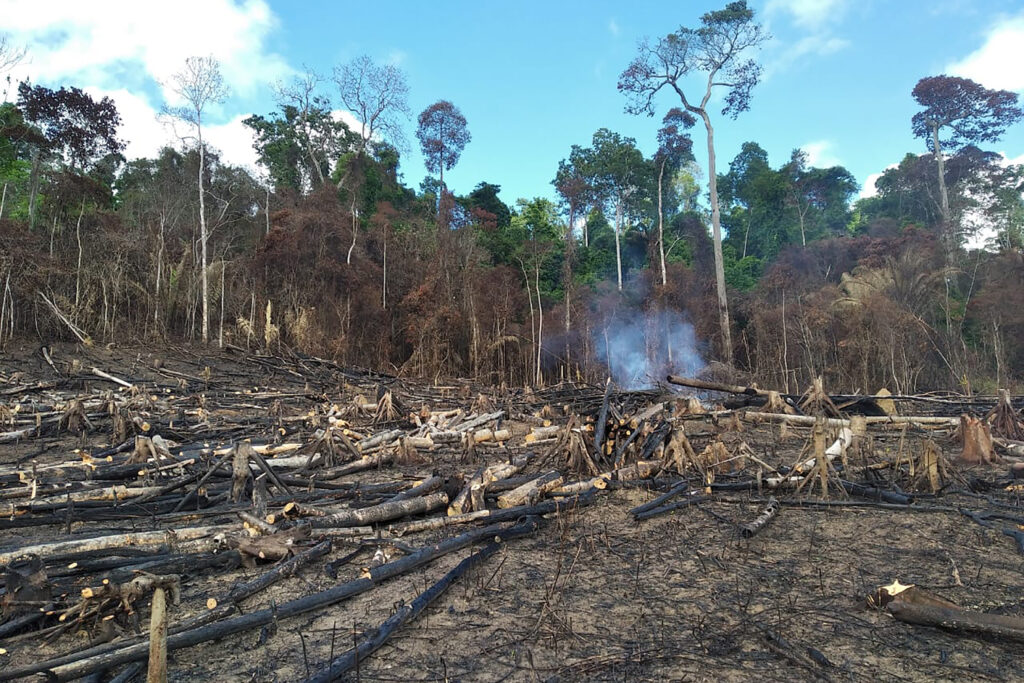 desmatamento da amazonia