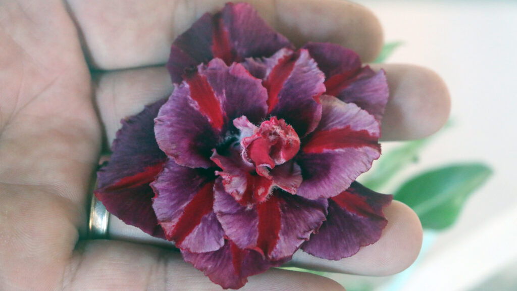 Especie de rosa do deserto. Atraves de polinizacao e possivel criar diferentes tons da rosa. FOTO VALMOR ADENIUM DIVULGACAO 3