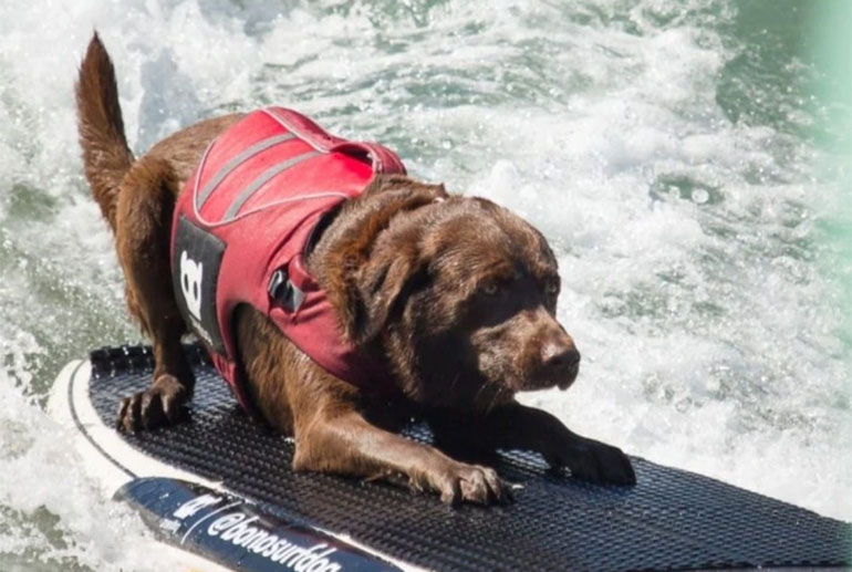 Natal, Pipa e Baía Formosa recebem 2ºedição do Surf Dog Festival