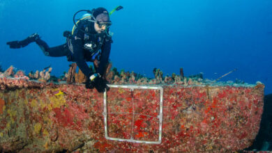 coral sol expedição para remover espécie invasora no litoral do RN