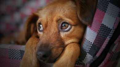 Cães e gatos podem proteger os donos da perda de memória na vida adulta