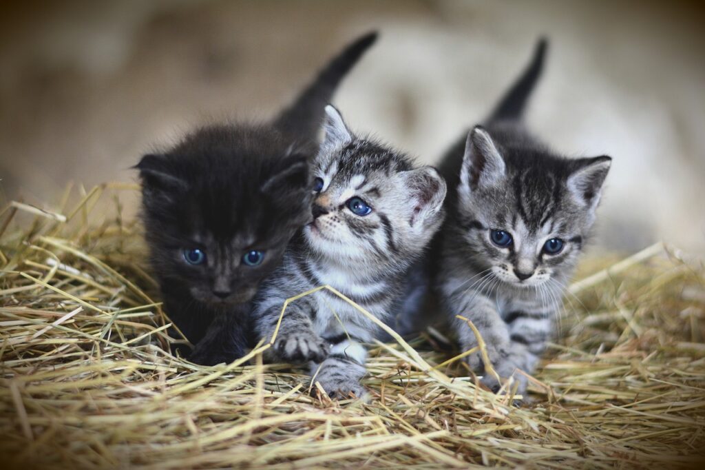 Cães e gatos podem proteger os donos da perda de memória na vida adulta