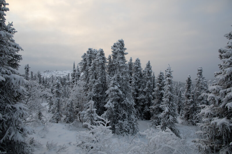 aurora boreal floresta boreal capa