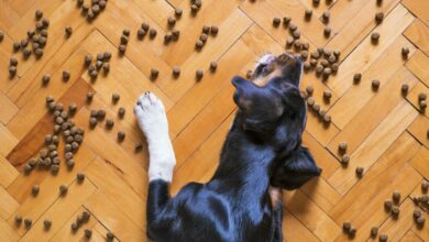 Com que frequência devo alimentar meu cachorro durante o dia