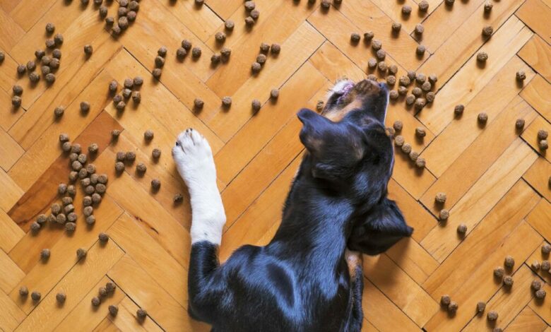 Com que frequência devo alimentar meu cachorro durante o dia