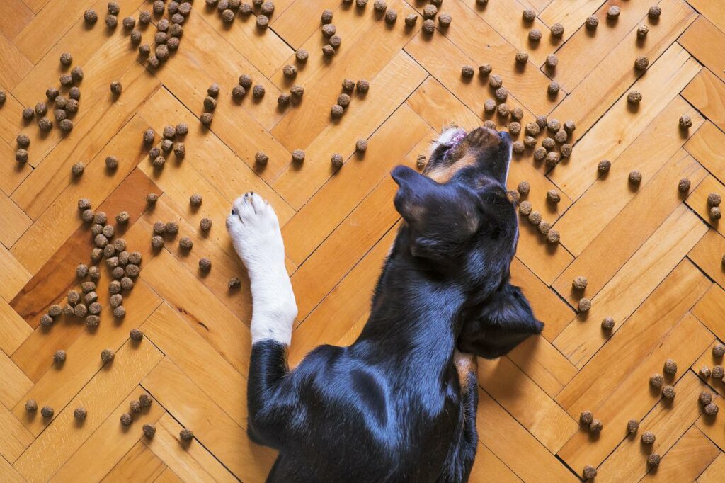 Com que frequência devo alimentar meu cachorro durante o dia