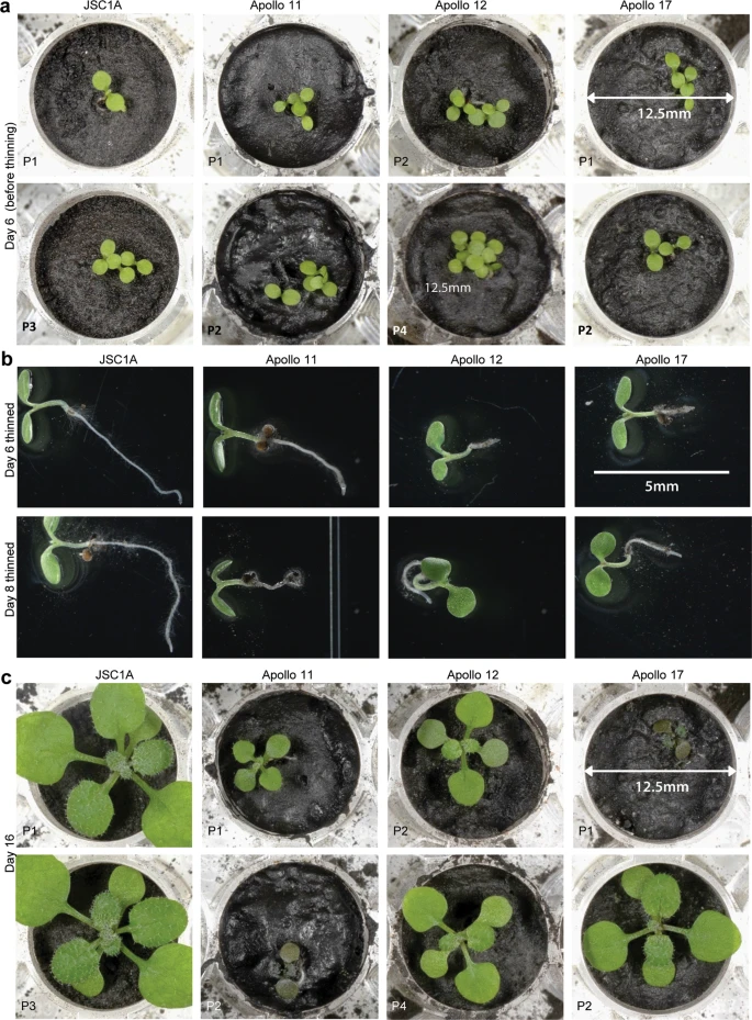 plantas em solo lunar