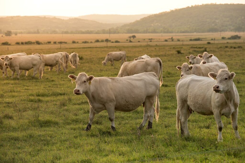 vacas