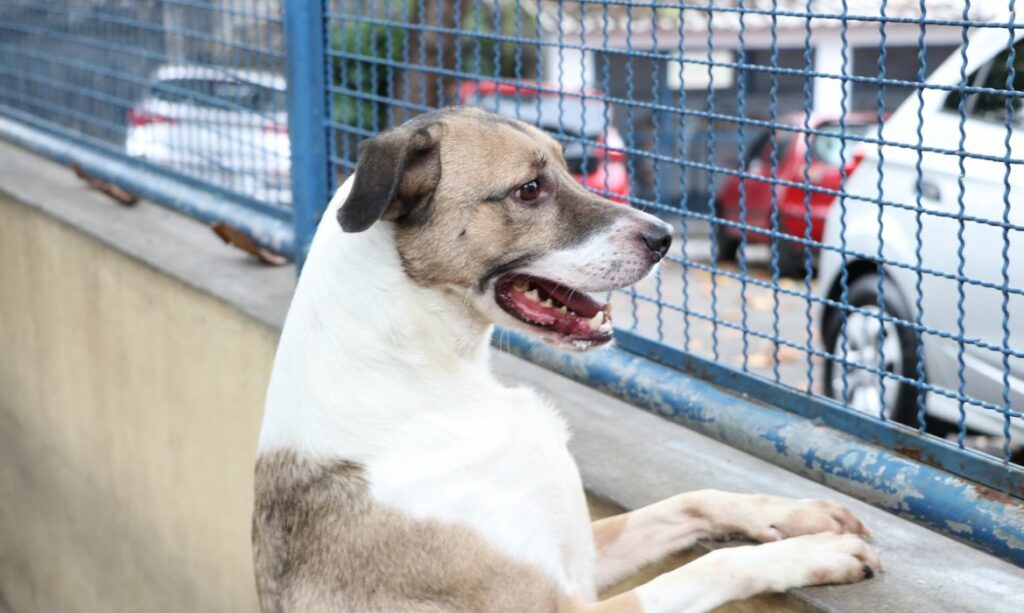 Fogos provocam estresse psicológico nos pets; saiba como ajudar