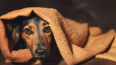 Fogos de artifício: veterinário explica como proteger os pets durante o Réveillon