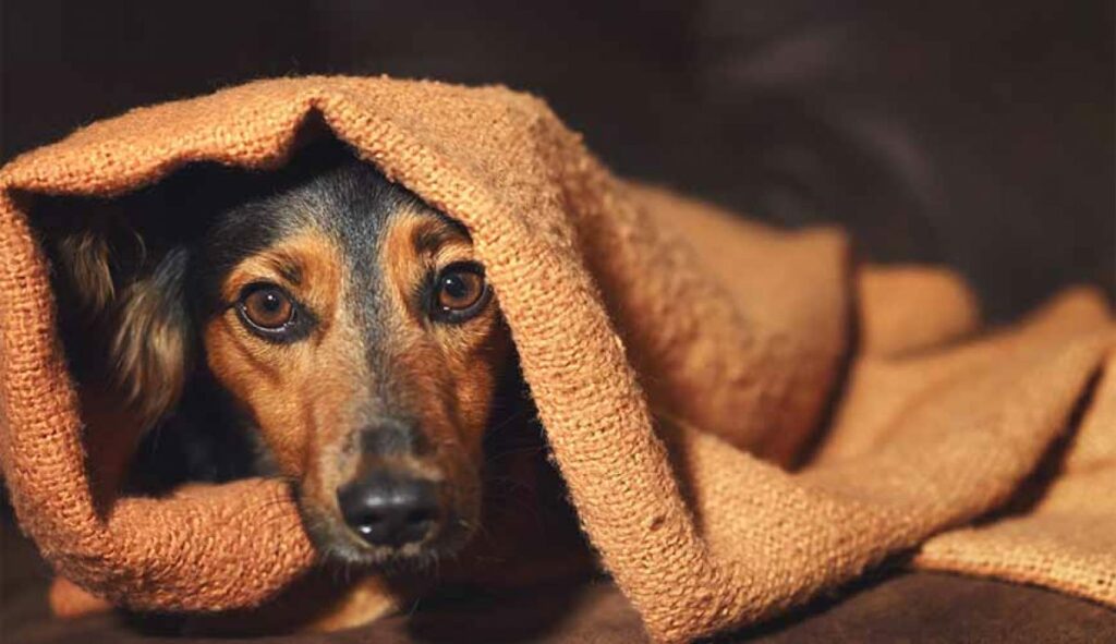 Fogos de artifício: veterinário explica como proteger os pets durante o Réveillon