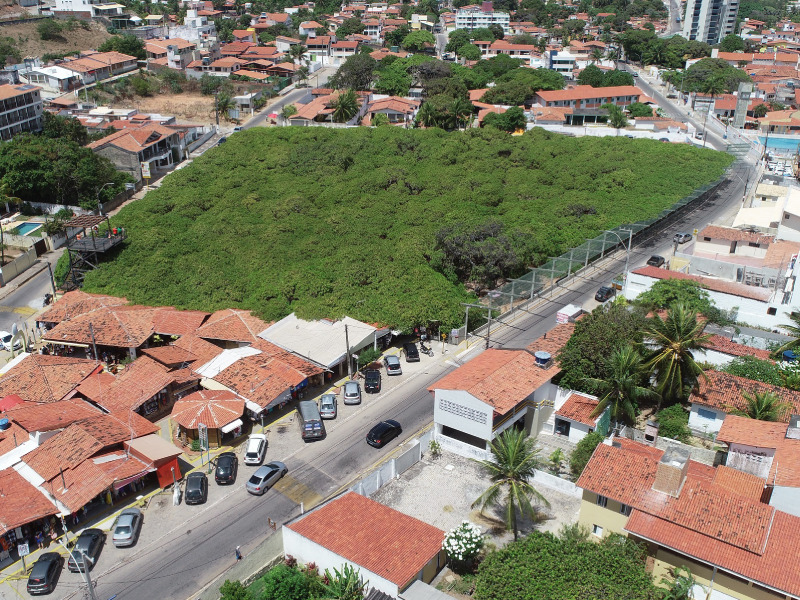 Maior cajueiro do mundo completa 134 anos e ganha programação especial