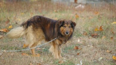 Província italiana proíbe que cães sejam mantidos em correntes