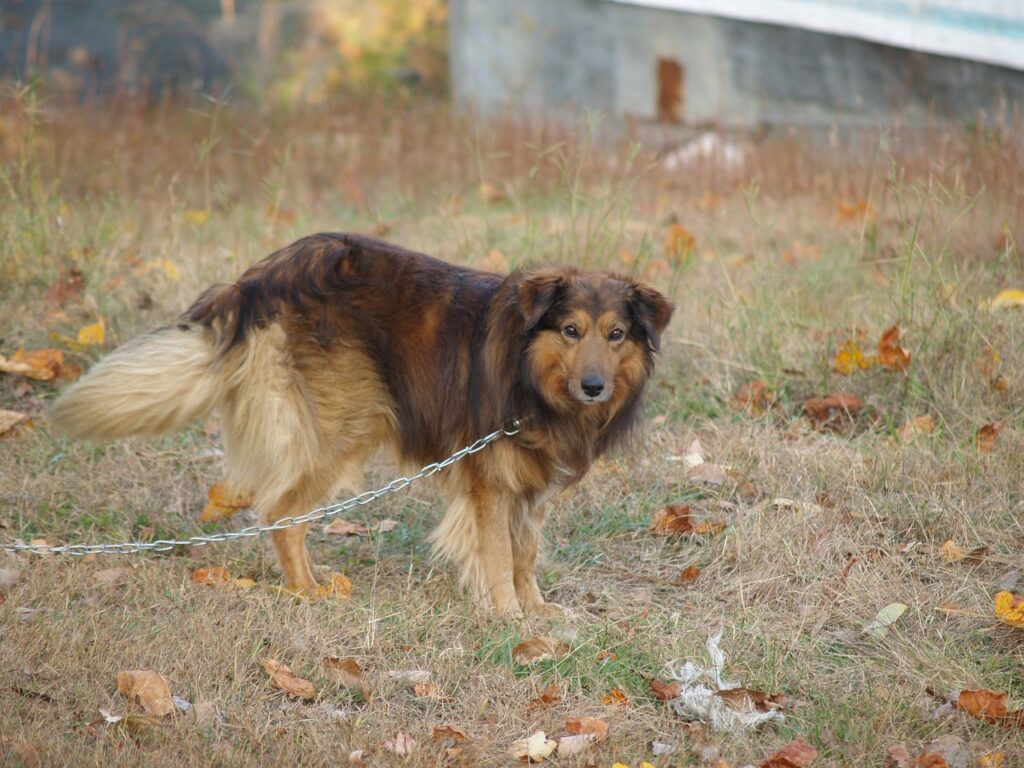 Província italiana proíbe que cães sejam mantidos em correntes