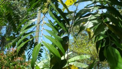 Planta popular vira spray cicatrizante em pesquisa de farmacêutico potiguar Luiz Humberto Fagundes Junior Guaçatonga