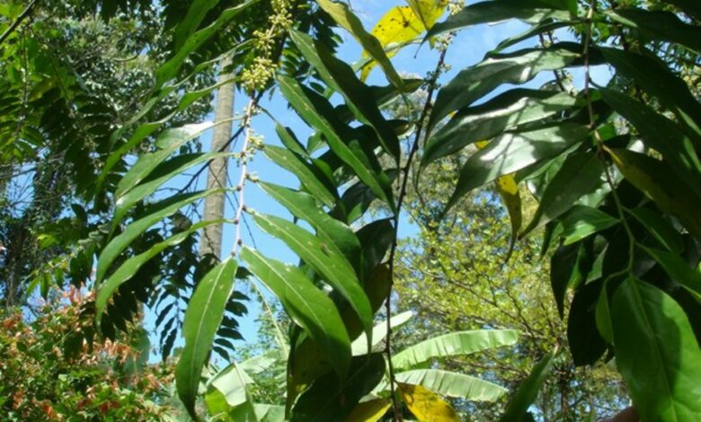 Planta popular vira spray cicatrizante em pesquisa de farmacêutico potiguar Luiz Humberto Fagundes Junior Guaçatonga