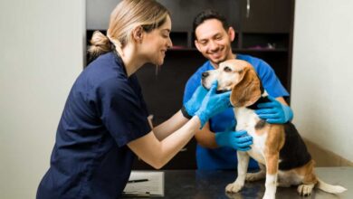 UFRN cria curso de Técnico em Veterinária