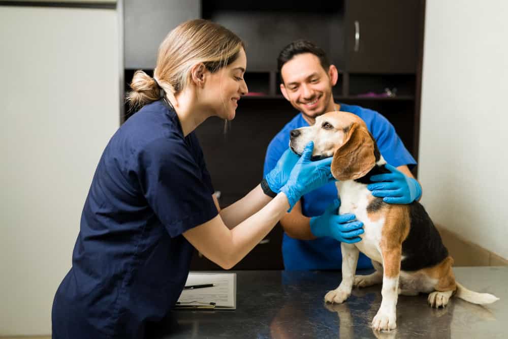 UFRN cria curso de Técnico em Veterinária