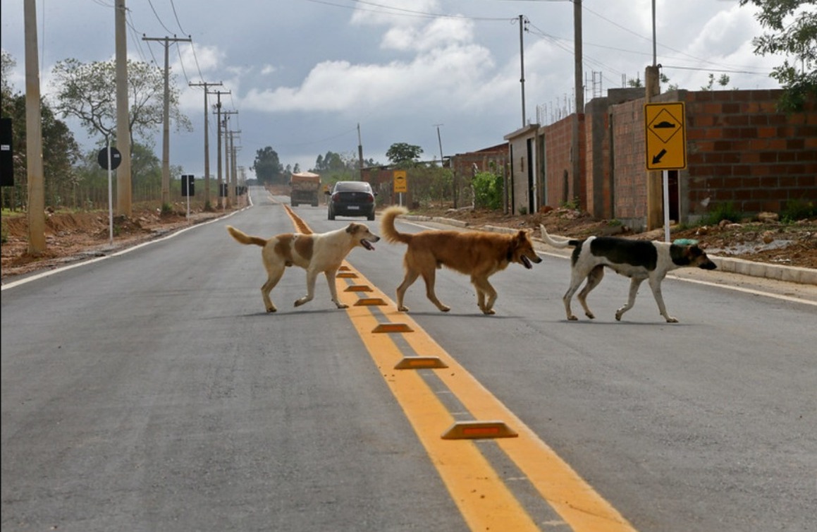 animais atrevessando rua