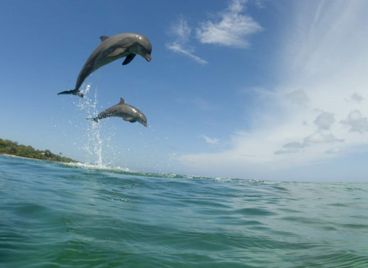 Baía dos Golfinhos, em Pipa, é a 4ª praia mais bonita da América do Sul