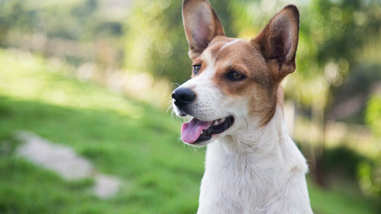 Avenida Paulista terá Feira de Adoção de cachorros