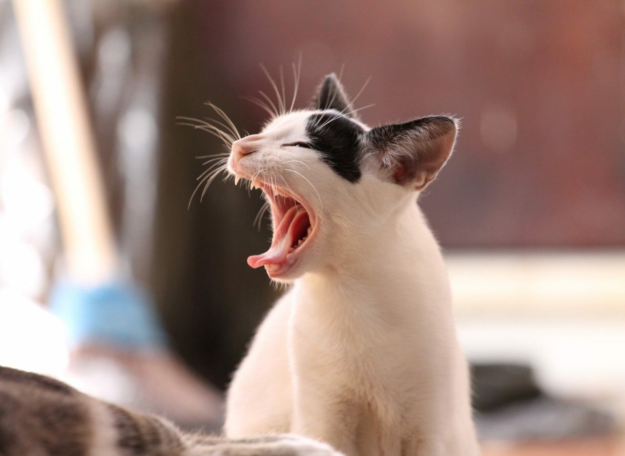 Estar perto de cães e gatos pode reduzir alergias alimentares em crianças