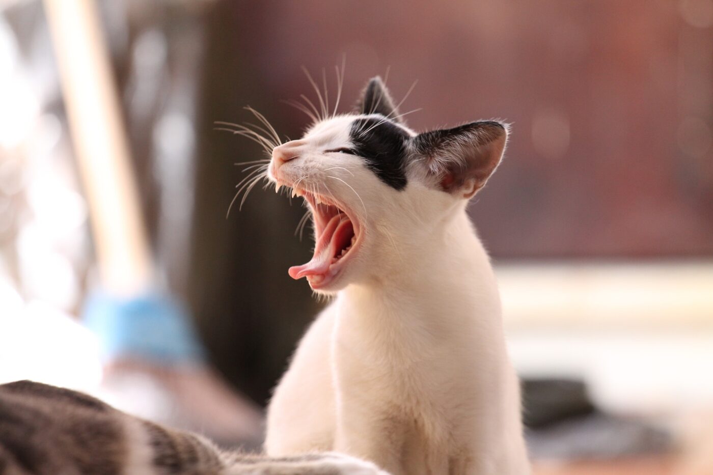 Estar perto de cães e gatos pode reduzir alergias alimentares em crianças