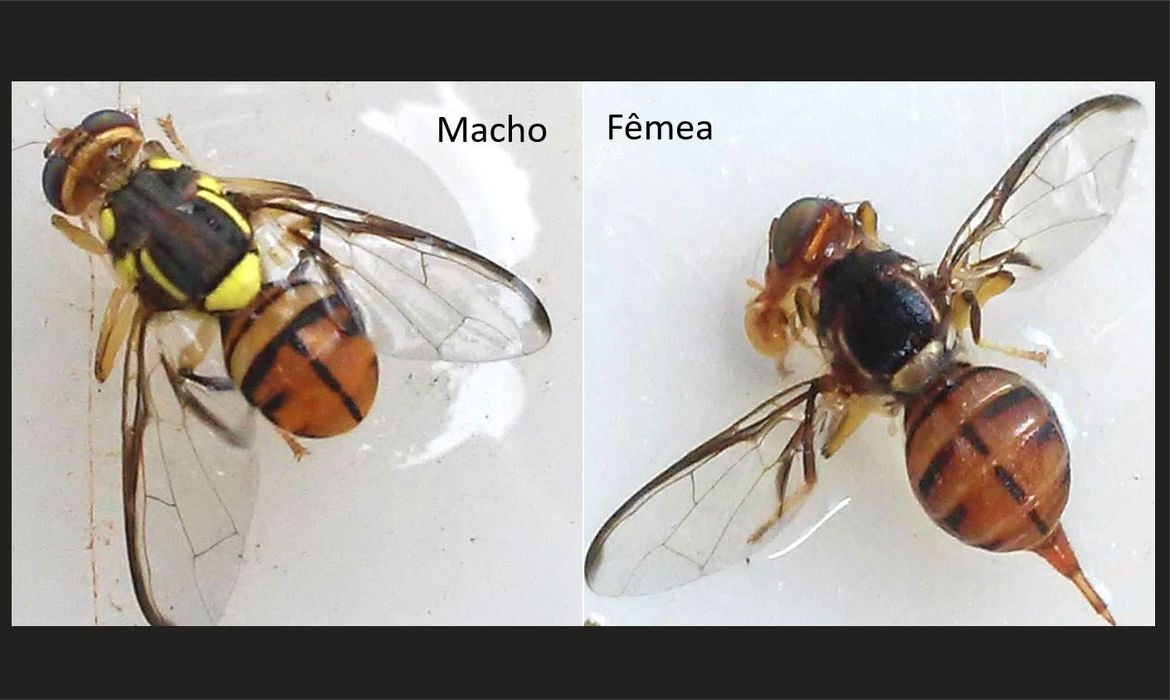 mosca da carambola