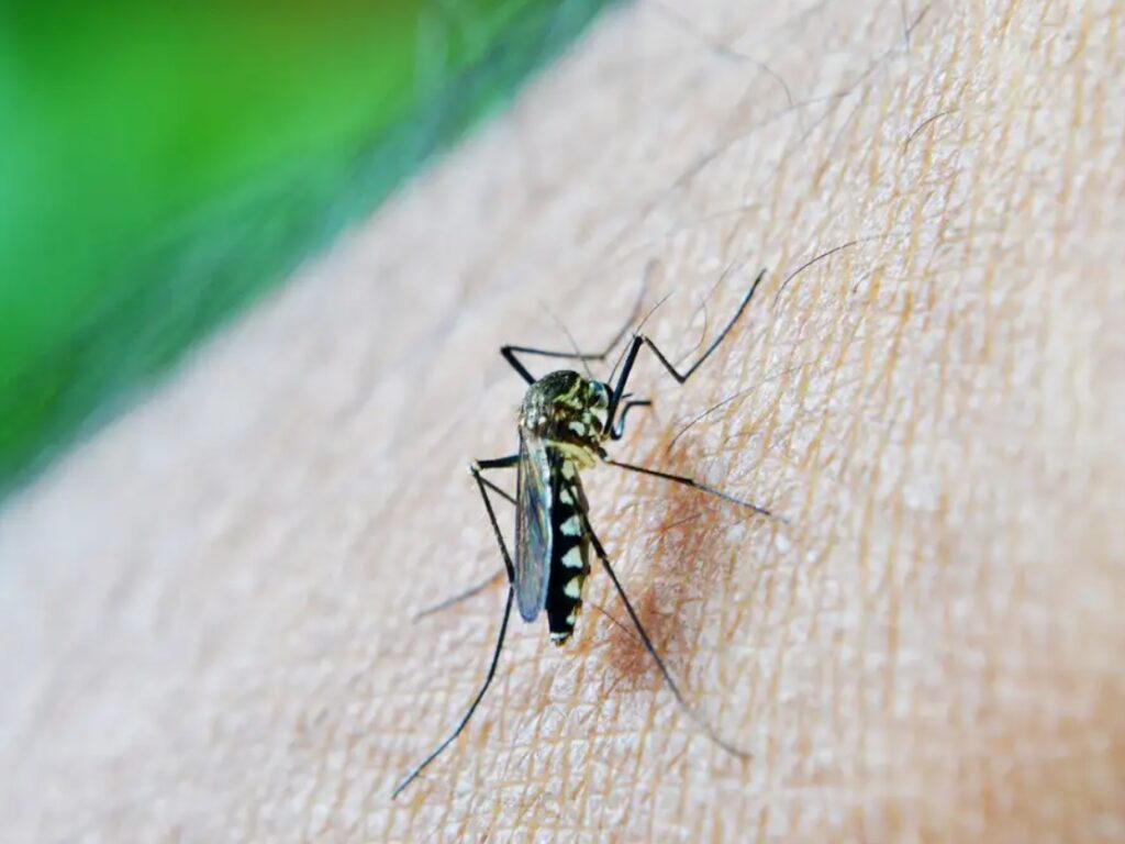 Natal recebeu do Ministério da Saúde mais de 18,8 mil doses da vacina contra a dengue (Foto: nuzeee / Pixabay)