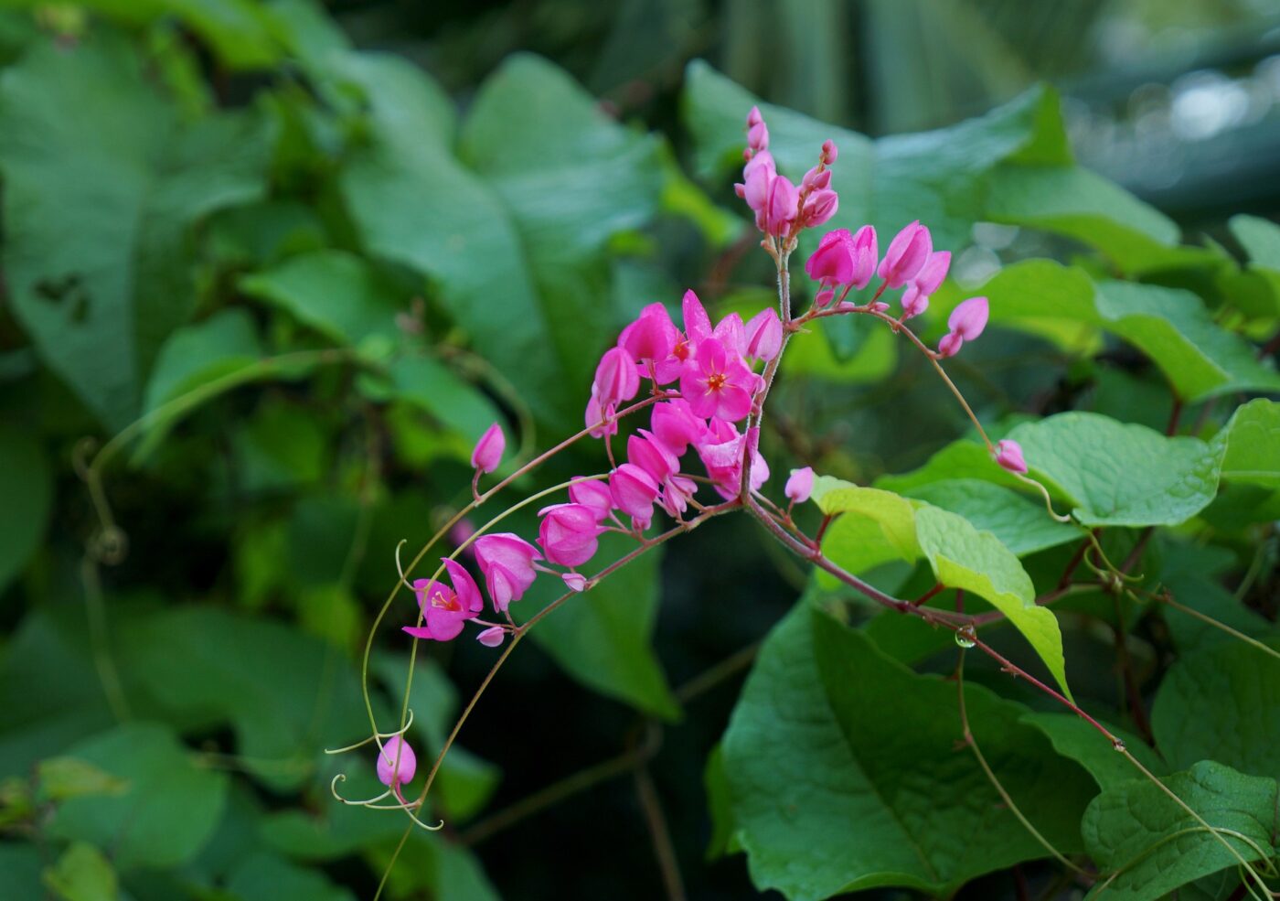 Amor-agarradinho Antigonon leptopus