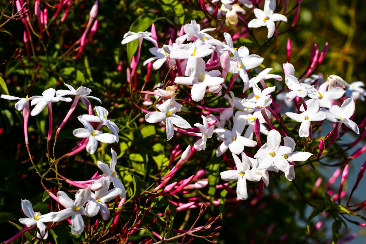 Jasmim-dos-poetas Jasminum polyanthum