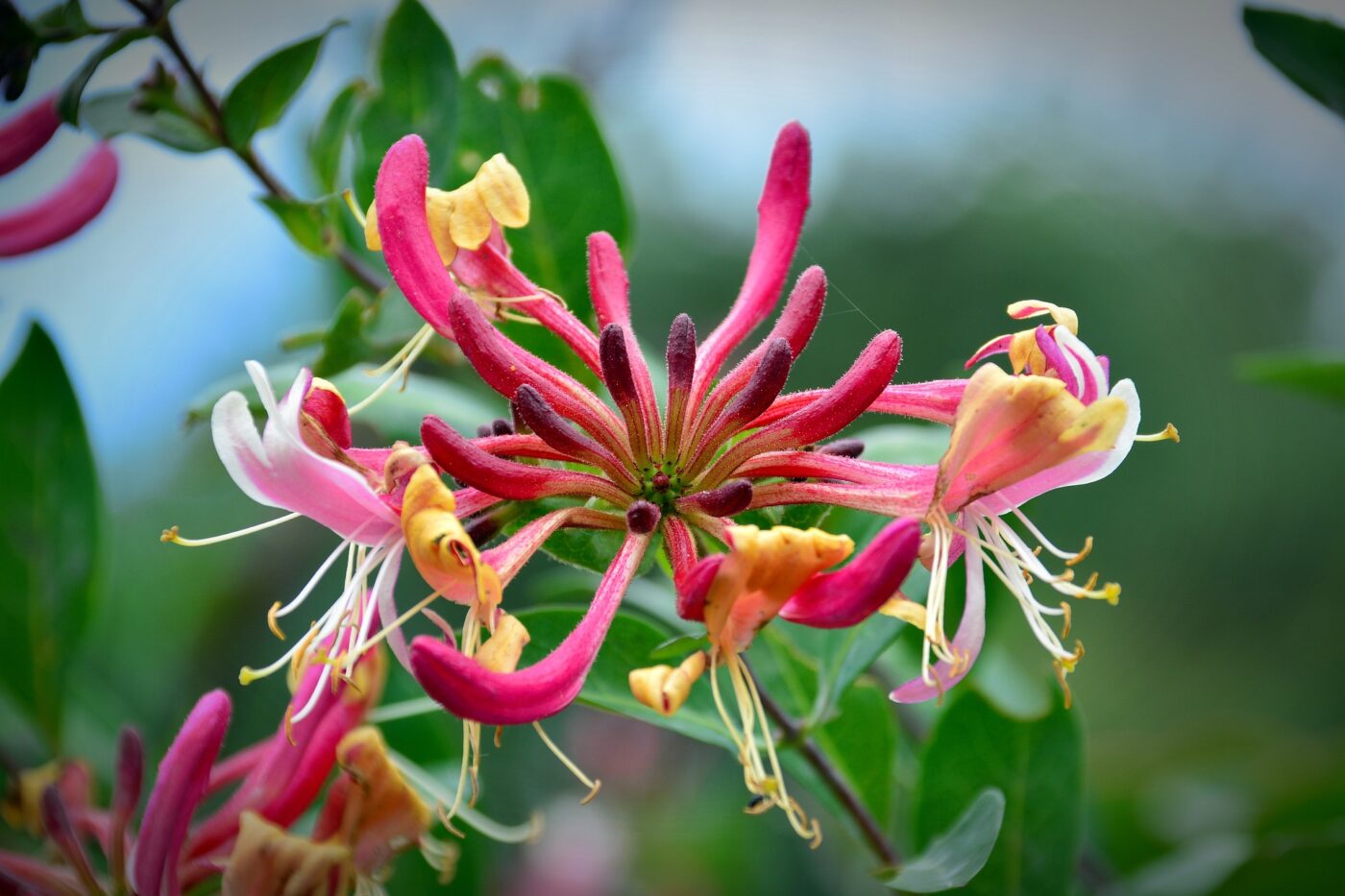 Madressilva Lonicera japonica