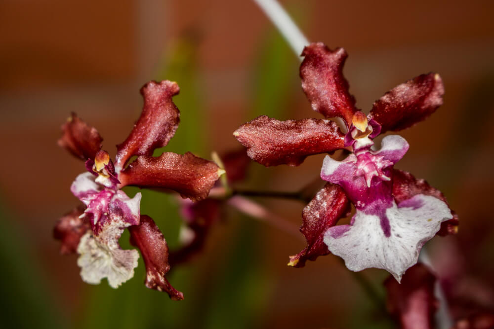 Orquídea Chocolate