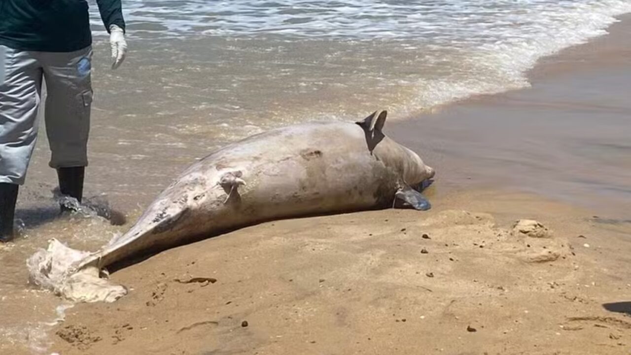 Analises confirmam acao humana na morte de golfinho encontrado em Ponta Negra