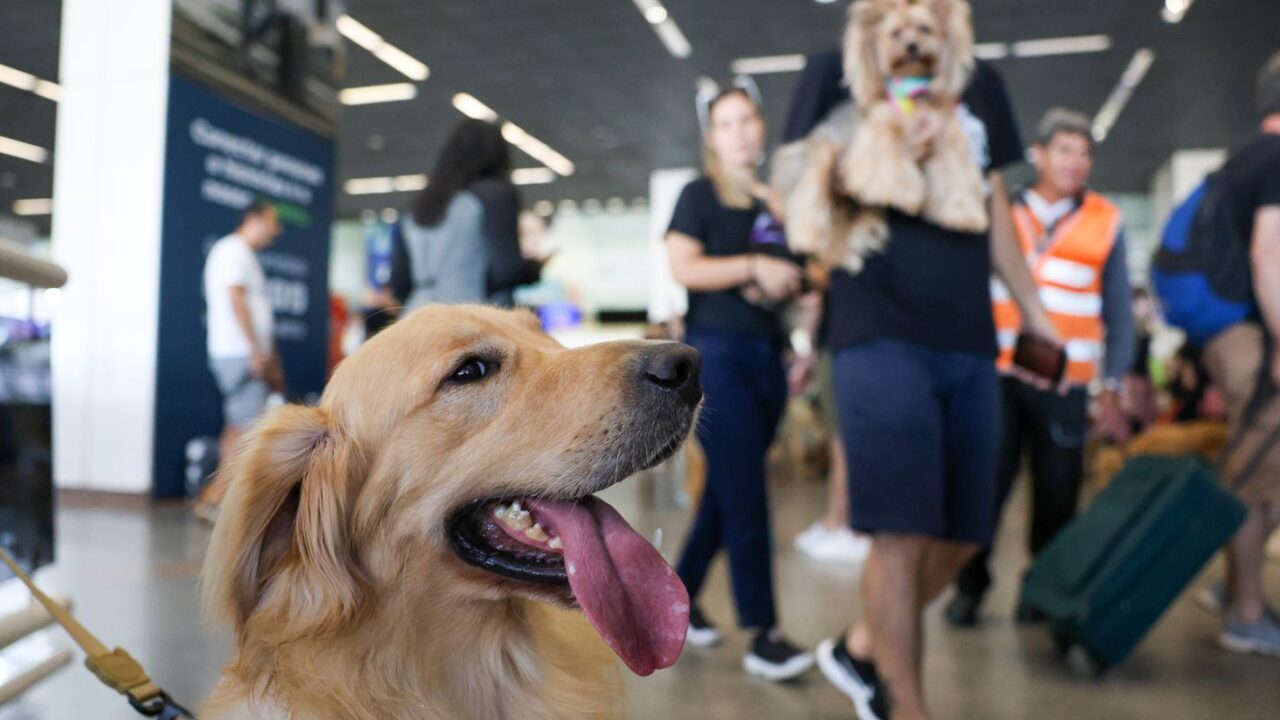 Governo define novas regras para transporte seguro de cães e gatos em voos