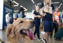 Governo define novas regras para transporte seguro de cães e gatos em voos