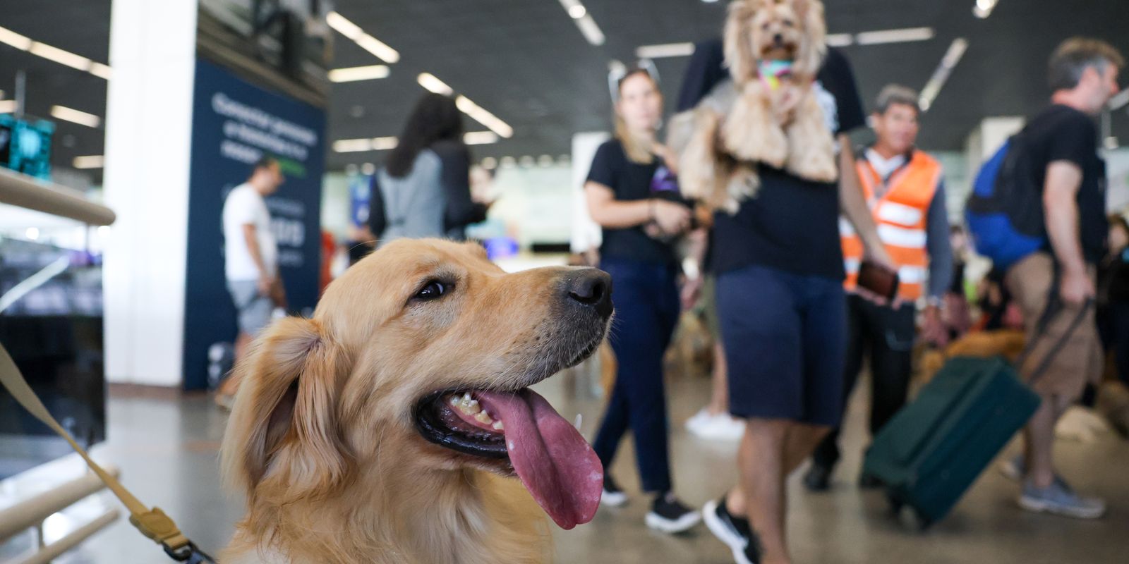 Governo define novas regras para transporte seguro de cães e gatos em voos