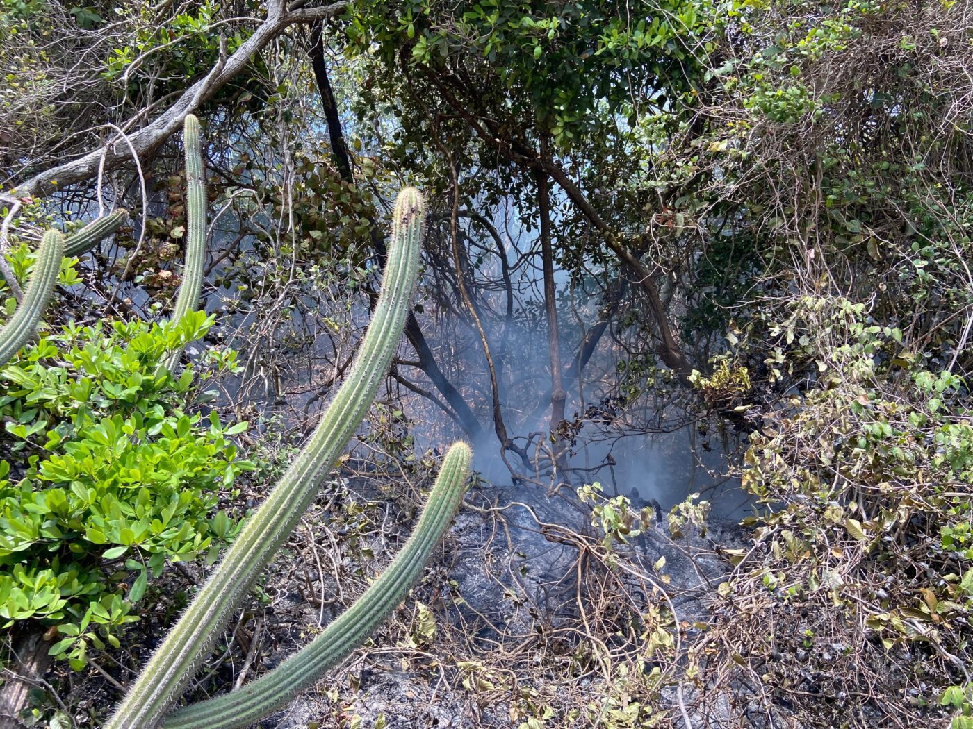 Incendio criminoso e contido no Parque das Dunas